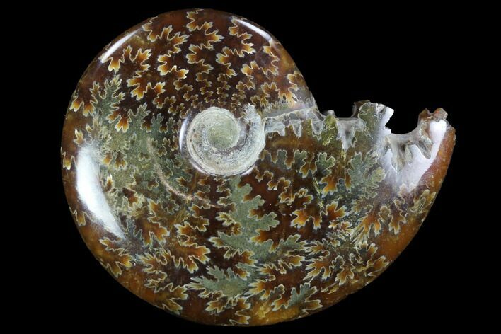 Polished, Agatized Ammonite (Cleoniceras) - Madagascar #97255